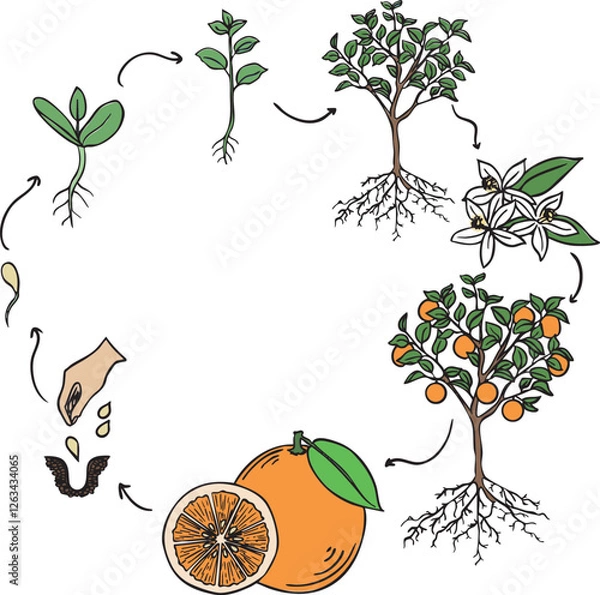 Fototapeta Vector Illustration of the Orange Tree Life Cycle - Isolated Growth Stages from Seed to Fruit