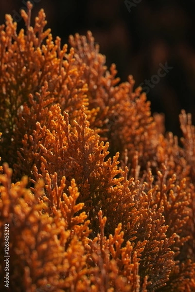 Fototapeta Thuja orientalis 'Morgan' is a variety of oriental arborvitae characterized by a conical growth habit and soft, dense foliage. Reaches a height of 120-140 cm in adulthood, with a crown width of 70-90 