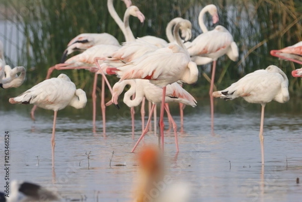 Obraz This breathtaking image captures a flamingo in its natural habitat at Bhigwan, Maharashtra, a renowned birdwatching destination. With its elegant long legs, curved neck, and striking pink feathers, th