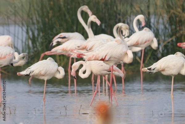 Fototapeta This breathtaking image captures a flamingo in its natural habitat at Bhigwan, Maharashtra, a renowned birdwatching destination. With its elegant long legs, curved neck, and striking pink feathers, th