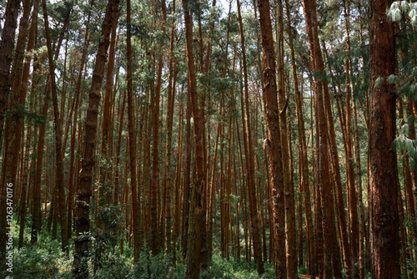 Obraz Coniferous Indian long leaf pine forest Pinus roxburghii
