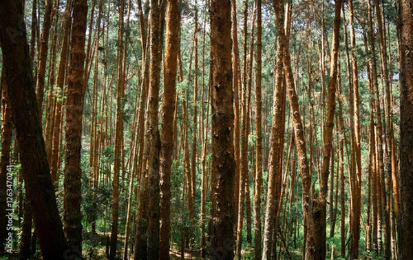 Fototapeta Coniferous Indian long leaf pine forest Pinus roxburghii
