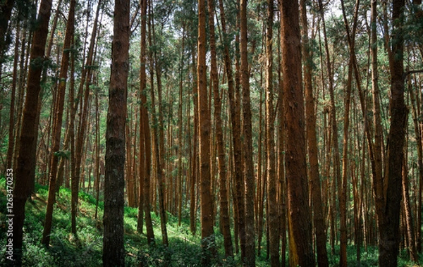 Obraz Coniferous Indian long leaf pine forest Pinus roxburghii
