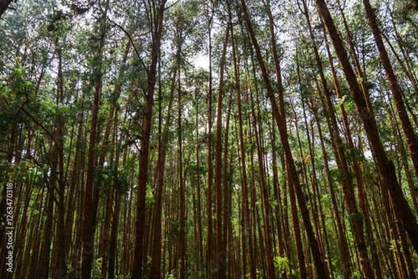 Obraz Coniferous Indian long leaf pine forest Pinus roxburghii
