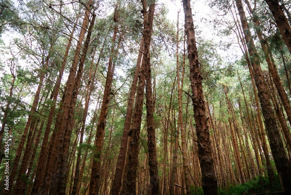 Obraz Coniferous Indian long leaf pine forest Pinus roxburghii
