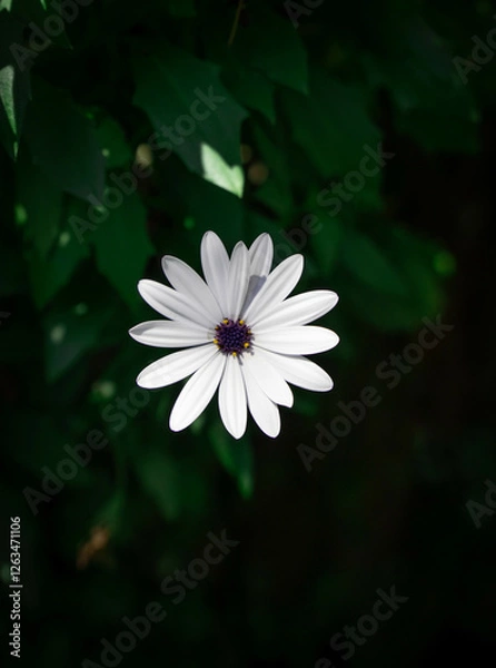 Obraz White osteospermum showing its purple center and green foliage background