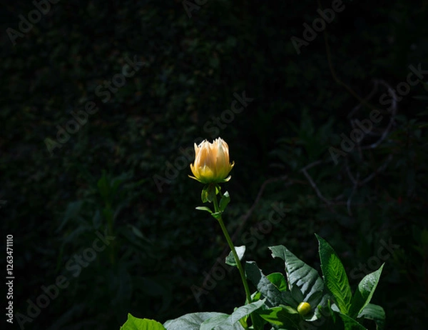 Obraz Yellow Flower bud glowing in the morning sun on a green background in a garden