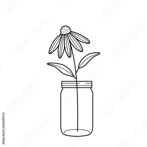 Fototapeta Echinacea flower in a glass jar. Composition of coneflower in a vase for home decor, design. Hand drawn line vector illustration isolated on white background.