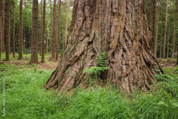 Obraz A tree in the forest background 