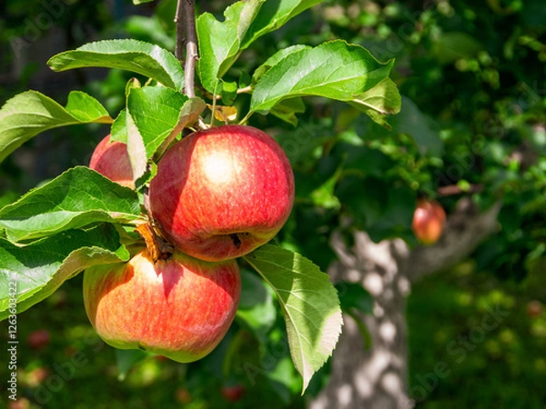 Fototapeta Apples on a branch: fresh, ripe fruits with bright flowers, ideal for autumn still life and fruit compositions.