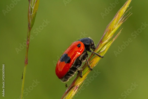 Obraz Großer Ameisensackkäfer