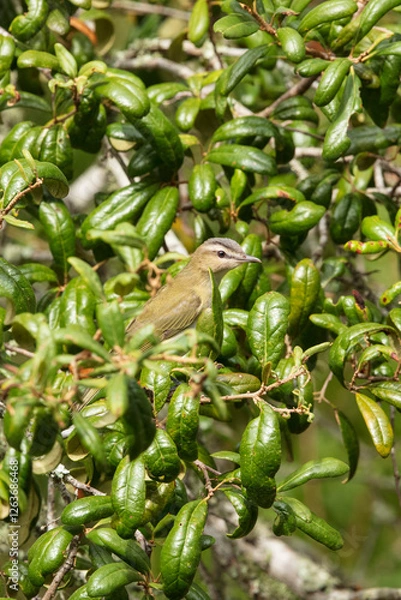 Fototapeta Red-eyed Vireo in a live Oak Tree