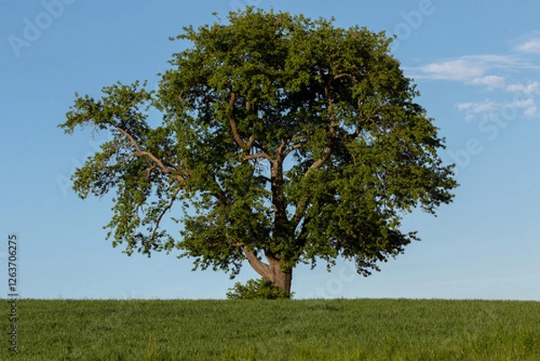 Obraz Saftiger reifer schöner starker Baum