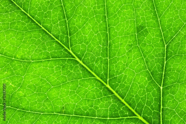Obraz Leaf Texture./ Leaf Texture. 