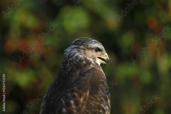 Obraz buse variable à l'affût