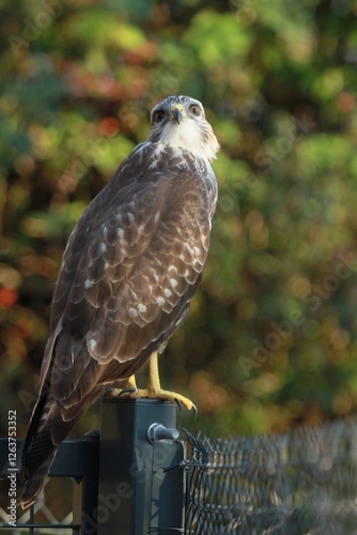 Obraz buse variable à l'affût