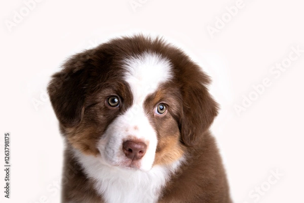 Fototapeta aussie puppy, 3 months old, neutral background

