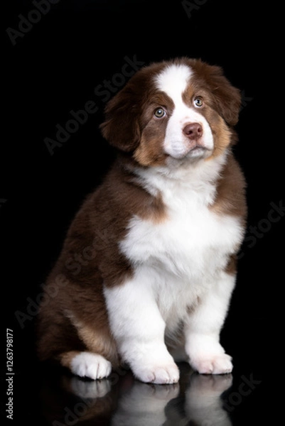 Fototapeta aussie puppy, 3 months old, neutral background
