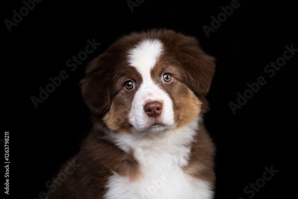 Fototapeta aussie puppy, 3 months old, neutral background
