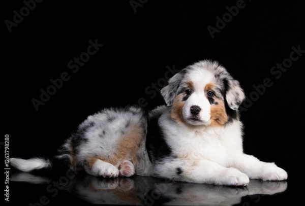 Fototapeta aussie puppy, 3 months old, neutral background
