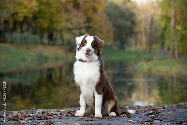 Fototapeta Aussie dog against the backdrop of an autumn forest.