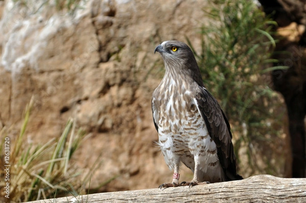 Obraz white tailed hawk