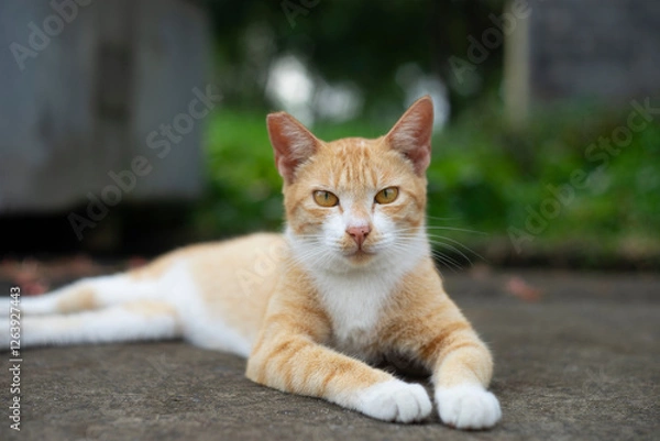 Fototapeta need to take precautions to minimize exposure to cat allergens.   Owning a cat can bring numerous benefits to both physical and mental health. Studies have shown that interacting 