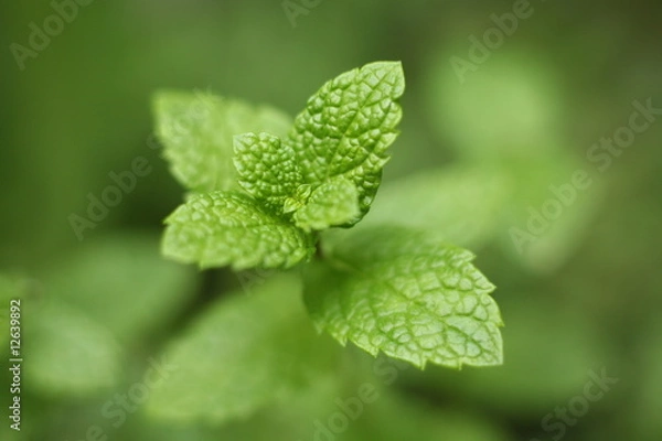 Obraz Jeune pousse de menthe