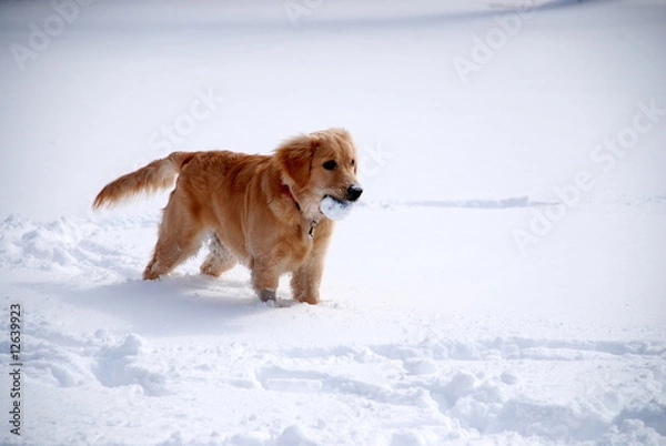 Obraz Young Golden Retriever
