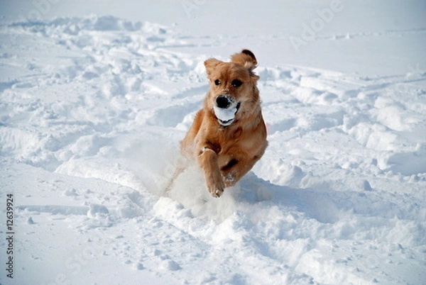 Obraz Young Golden Retriever