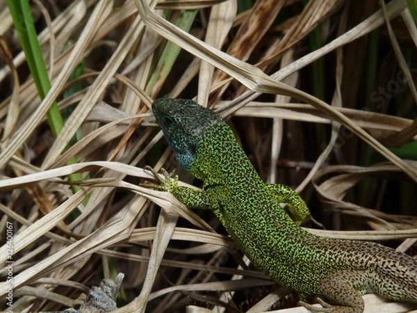 Fototapeta lagarto