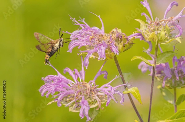 Obraz Hummingbird Moth On Bee Balm