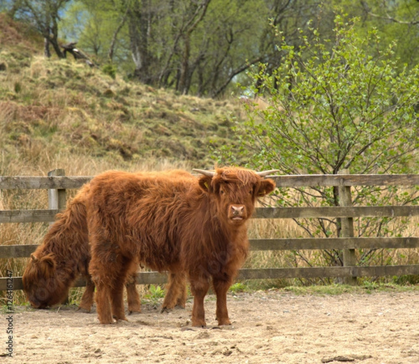 Obraz Hairy Coos Scottish Cattle