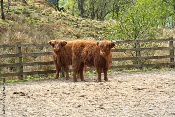 Obraz Hairy Coos Scottish Cattle