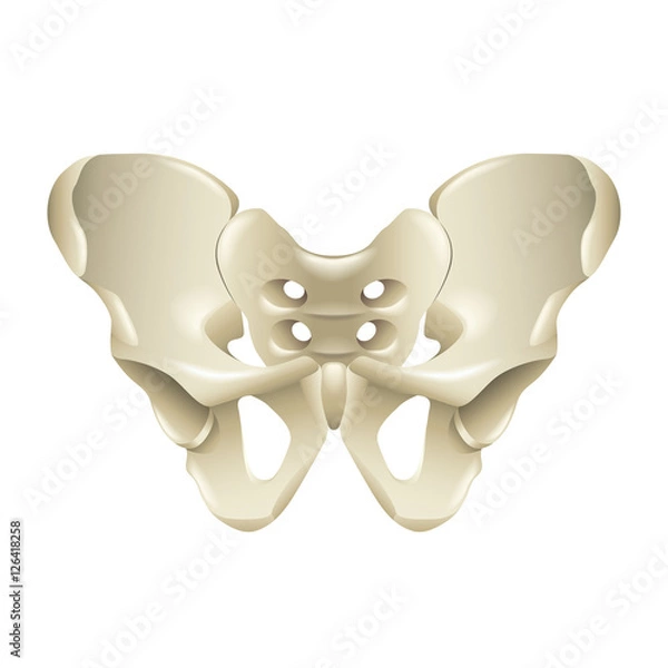 Obraz Pelvis bone isolated on white vector