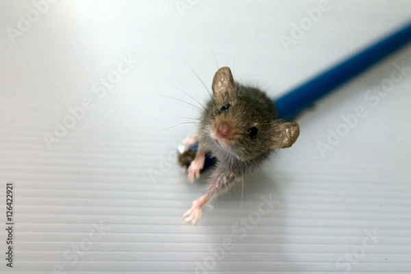 Obraz Mouse on pencil