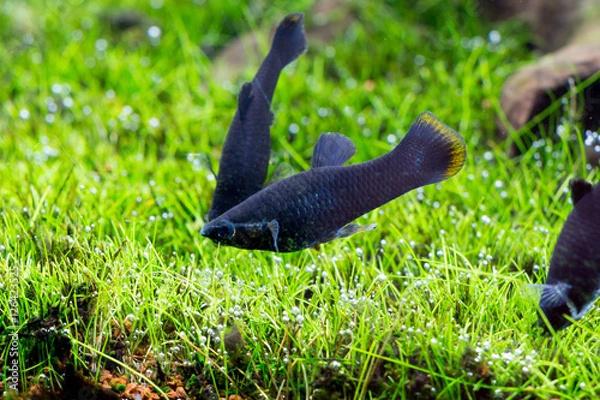 Fototapeta 
black molly