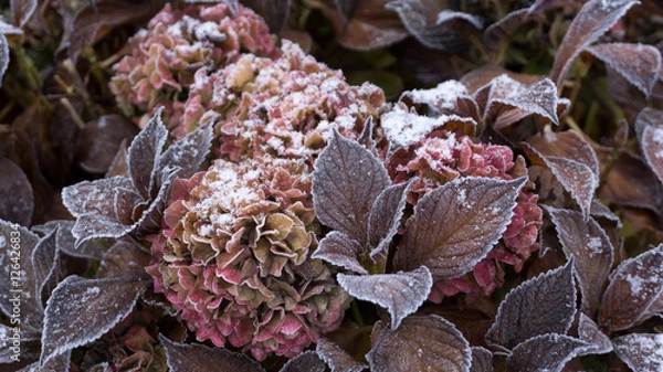 Obraz Eine blühende Hortensie mit Frost
