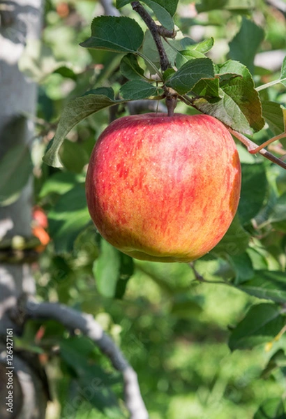 Obraz Red apple in garden