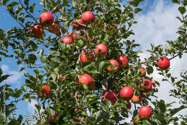 Obraz Ripe apples on the tree
