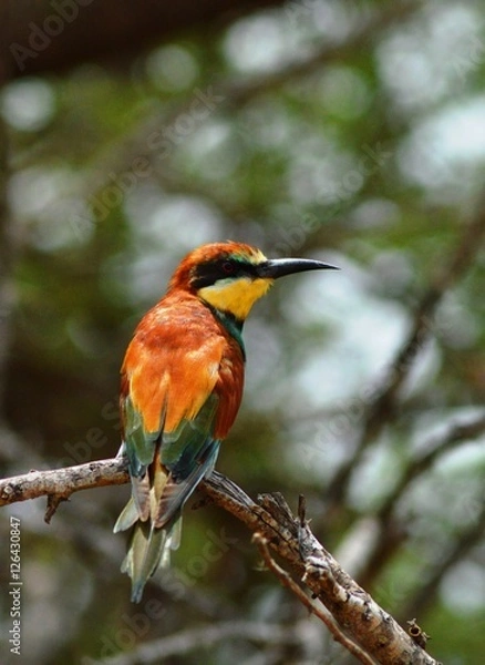 Obraz European Bee-eater
