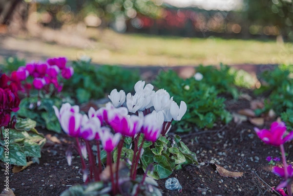 Obraz 見福公園シクラメンの花17