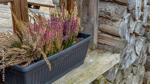 Fototapeta Potted colorful heather plants on rustic wooden balcony, perfect for autumn decor and Thanksgiving