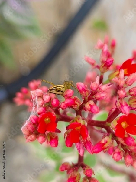 Fototapeta Flower with spider web and hairy spider