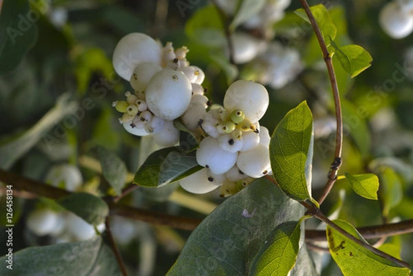 Fototapeta белые плоды на кусте в городском парке
