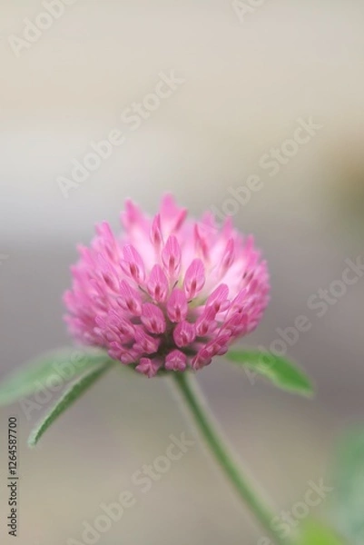 Obraz アカツメクサの花