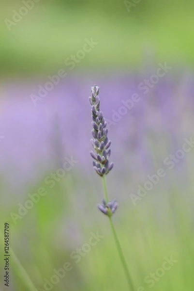Obraz ラベンダーの花　つぼみ