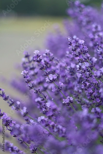 Obraz ラベンダーの花