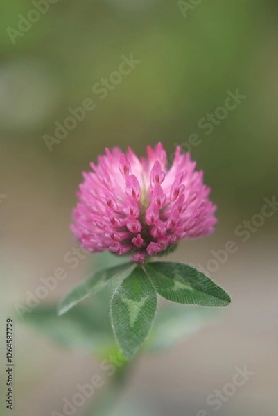 Obraz アカツメクサの花