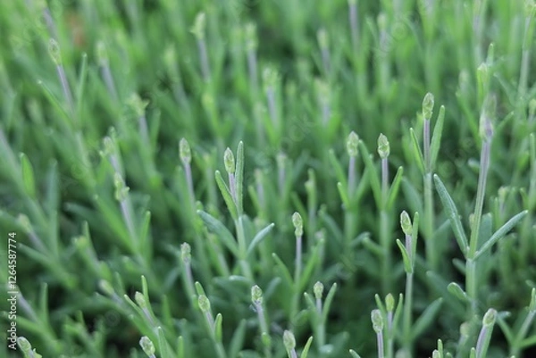 Obraz ラベンダーのつぼみ